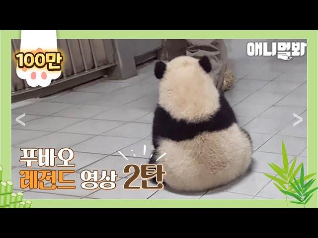 Full Video of Fu Bao From Baby Panda Era to Present