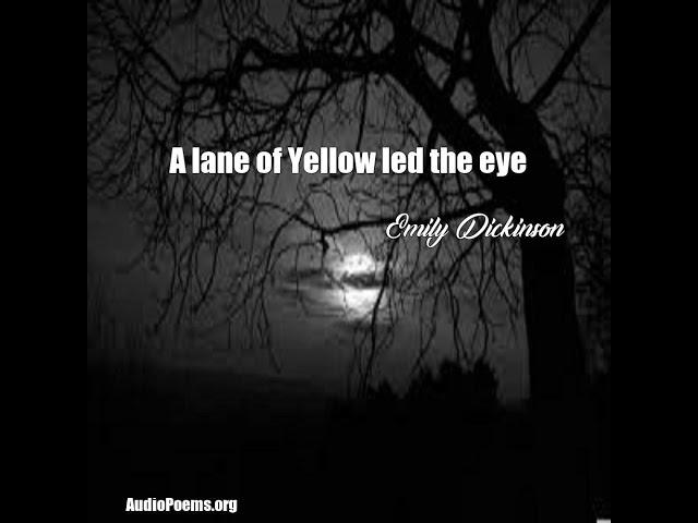 A lane of Yellow led the eye (Emily Dickinson Poem)