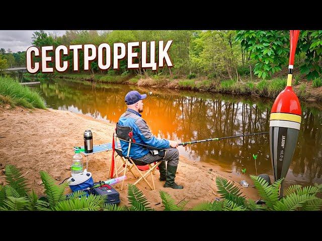 Ловля плотвы на поплавок поздней весной. Рыбалка 2025 в Сестрорецке. Рыбалка на городских реках