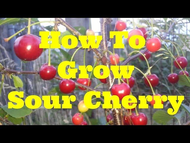 How To Grow Morello Sour Cherry | The Movie