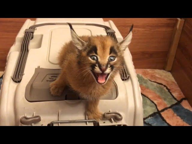 Caracal Screams for Food