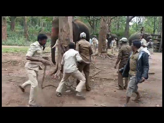 Tame and Train Elephant come out from the Crowl