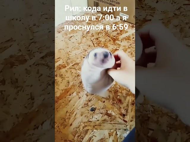 мне кажется у всех так круто получилось? #РИЛУВСЕХТАКОЕ #ХРЕНОЬУС