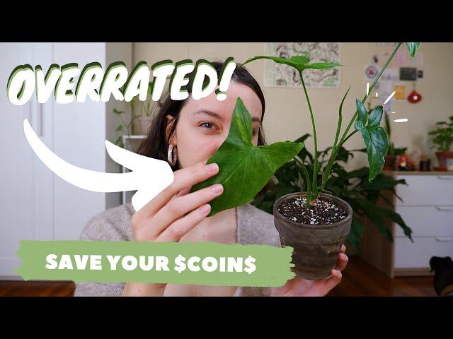 OVERRATED HOUSEPLANTS | popular houseplants i just don't vibe with :/