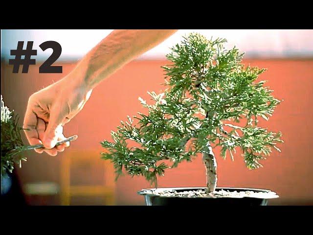  Juniperus Sabina Bonsai (Part 2)