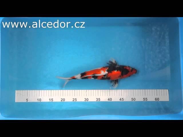 Alcedor KOI 8083 9148