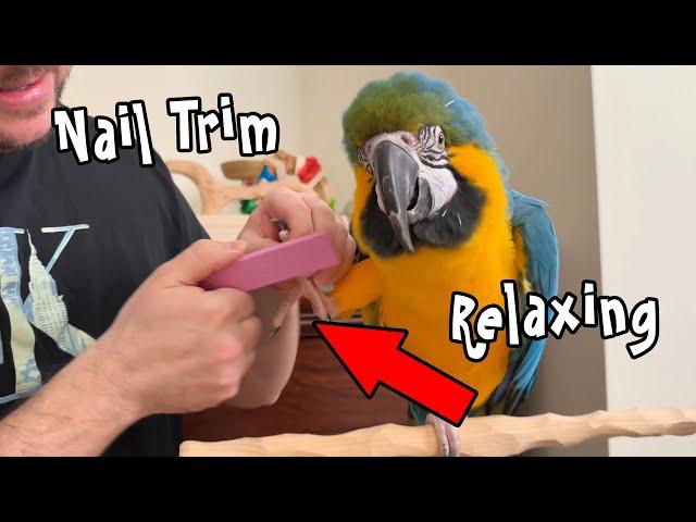 Relaxing Nail Trim for Blue and Gold Macaw