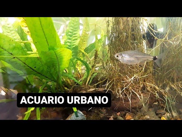 Peceras, peces y plantas  ACUARIO URBANO, sub canal de PESCA URBANA