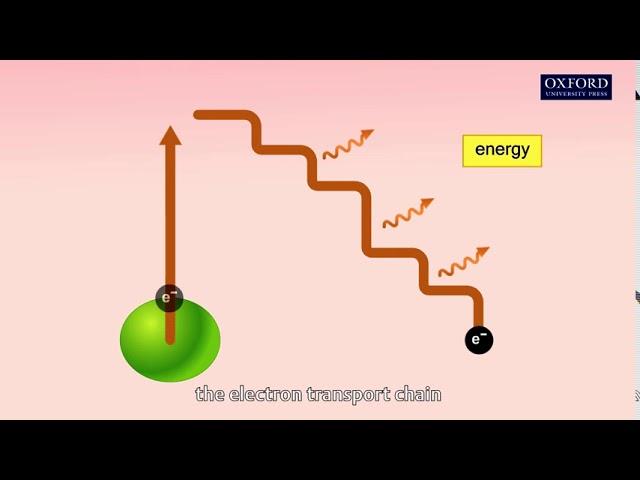 Animation 20.1 Photochemical reactions (light reactions)