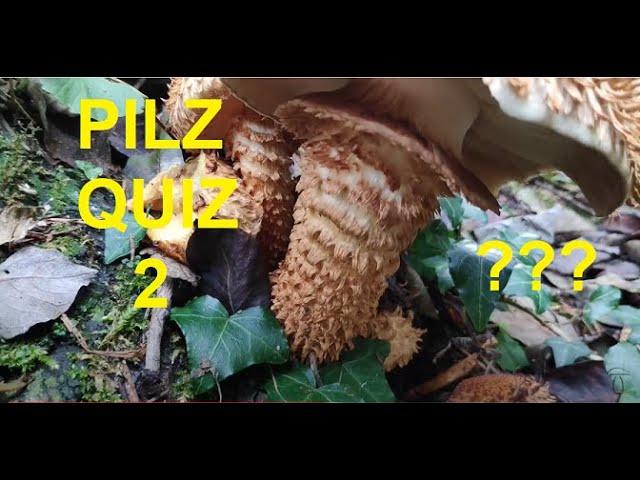 Pilze Quiz Folge 2