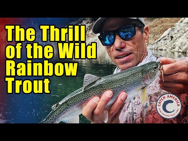 The Thrill of the Wild Rainbow Trout