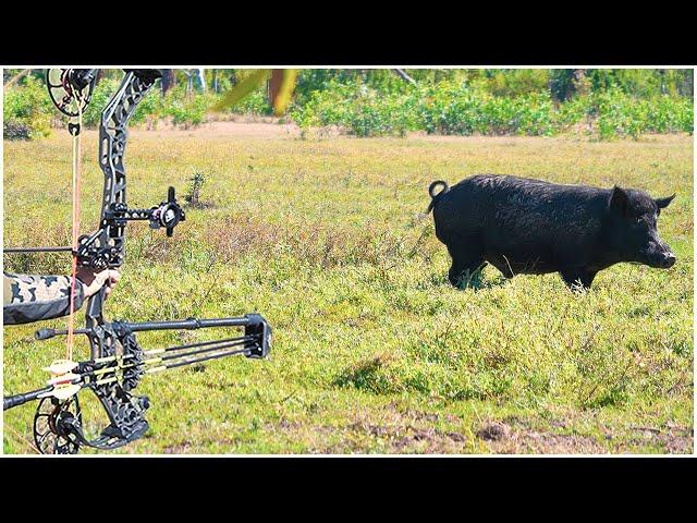 SHOOTING as many WILD PIGS as I CAN in 1 DAY | Bowhunting Challenge