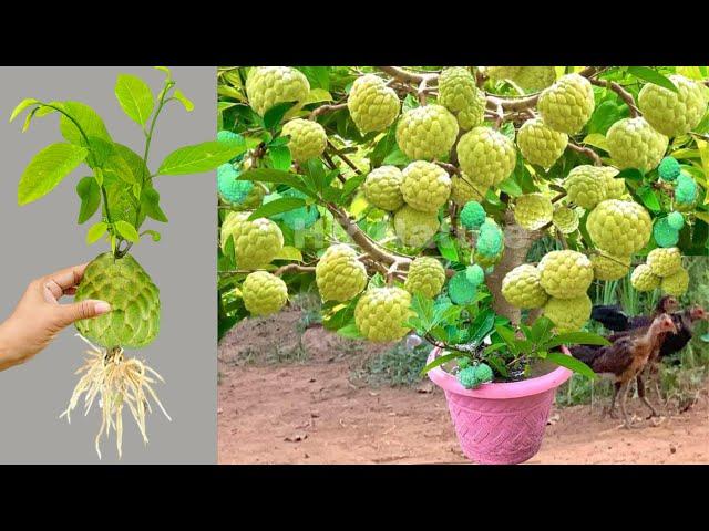 How To Propagate Sweetsop trees Many Fruits With Egg And Aloe Vera, how to growing sweetsop trees