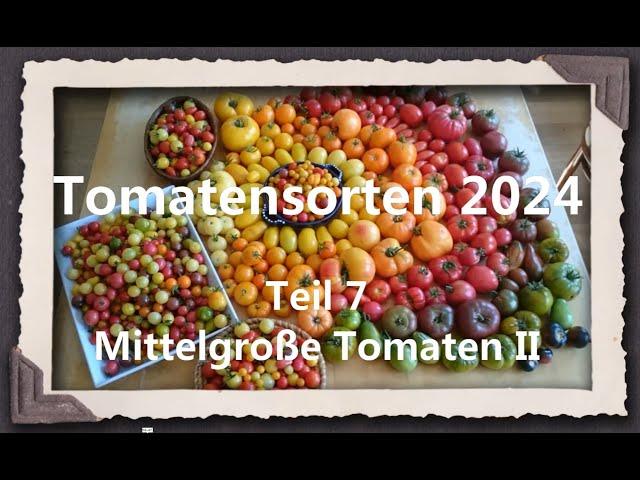 Tomatensorten 2024 Teil 7 - Mittelgroße Tomaten II