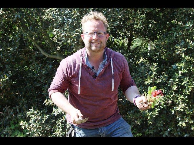 Get Gardening: Divide and Conqeur (Splitting Primroses)