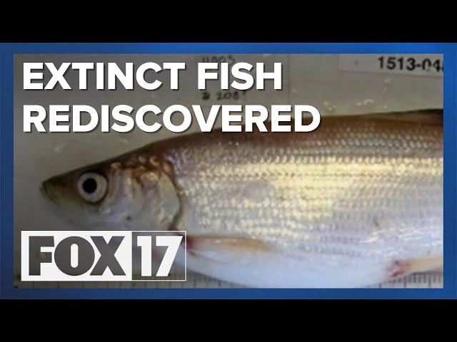 Researchers 'rediscover' fish species once believed extinct in Lake Superior