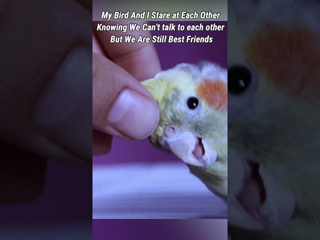 Still Best Friends ️ #bird #parrot