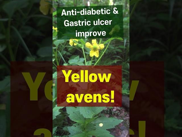 Yellow avens, edible herb, diabetes & ulcer improving action