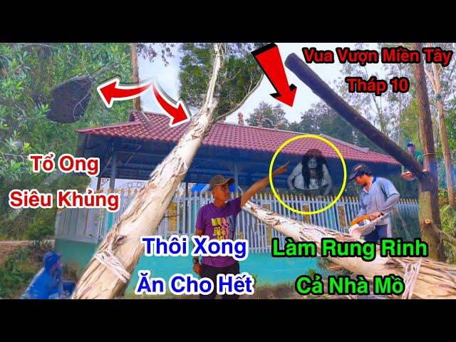 Chấn Động Nhà Mộ La Làng Vua Vượn Miền Tây Tháp 10 Làm Rung Chuyển Cả Vùng Cưa 2 Cây Bạch Đàn