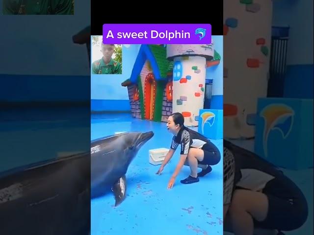 A sweet Dolphin 