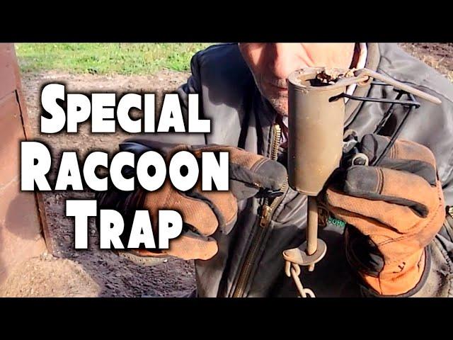 #211 Special Raccoon Trap | At The Ranch