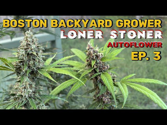 Autoflower Cannabis Outdoor Grow 2024 Week 5-9 | Loner Stoner Autoflowers