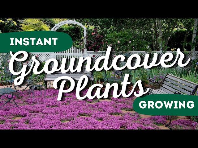 Instant Garden Makeover: Top 7 Fast-Growing Ground Covers to Transform Your Yard 