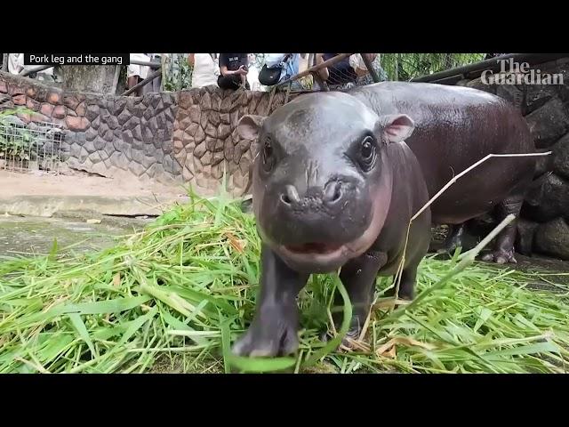 Moo Dang Baby Hippo Dance | Song A Day #5748