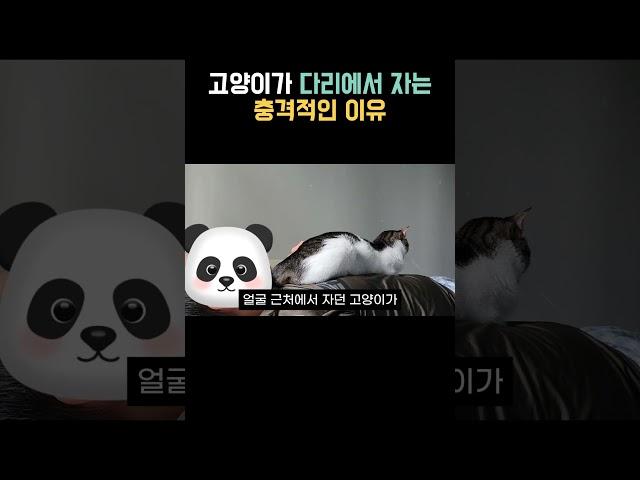 고양이가 다리에서 자는 충격적인 이유  #고양이자는위치 #고양이정보
