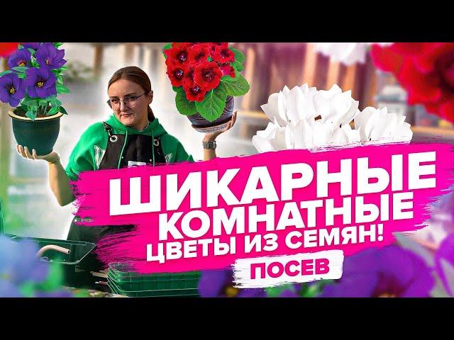 КОМНАТНЫЕ ЦВЕТЫ ИЗ СЕМЯН - ЛЕГКО! Как правильно пользоваться торфяными таблетками