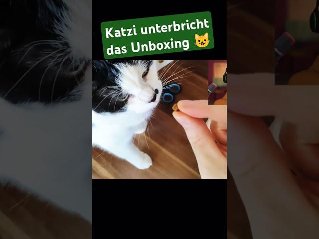 Herr Katzi unterbricht das Unboxing von der neuen Abo-Box.