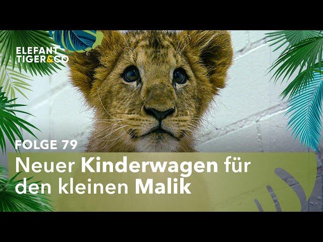 Löwe Malik fährt jetzt einen Mercedes (Folge 79) | Elefant, Tiger & Co. | MDR