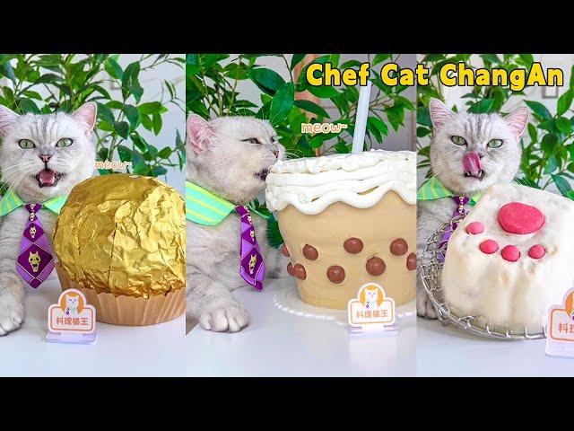 Show Off Chef Cat’s Giant Food Cooking Skills!|Cat Cooking Food|Cute And Funny Cat