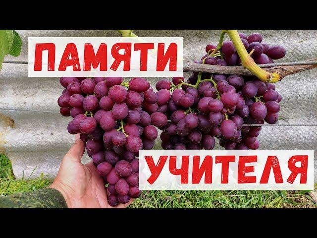 Виноград ПАМЯТИ УЧИТЕЛЯ. Сигналка 2,5 кг.