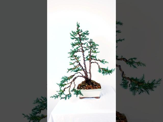 How to re-pot a Juniper Bonsai