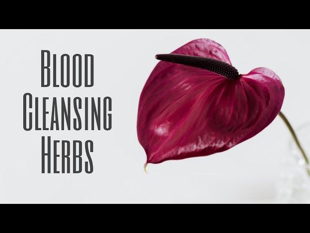 Blood Cleansing Herbs || Purify Your Blood Naturally || Detoxifying Herbs