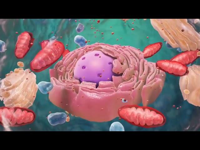 Introduction to Cell Organelles