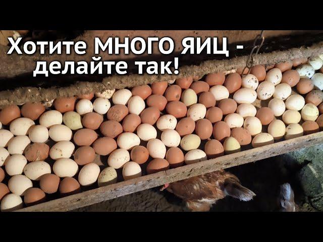 Хотите МНОГО ЯИЦ от своих курочек? Делайте так!