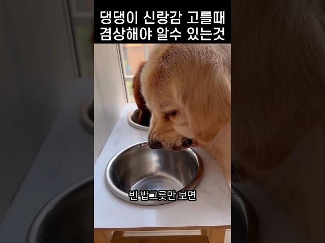 "너 자꾸 이러면 안녕이야.." 밥먹다 딱 걸린 댕댕이의 속내