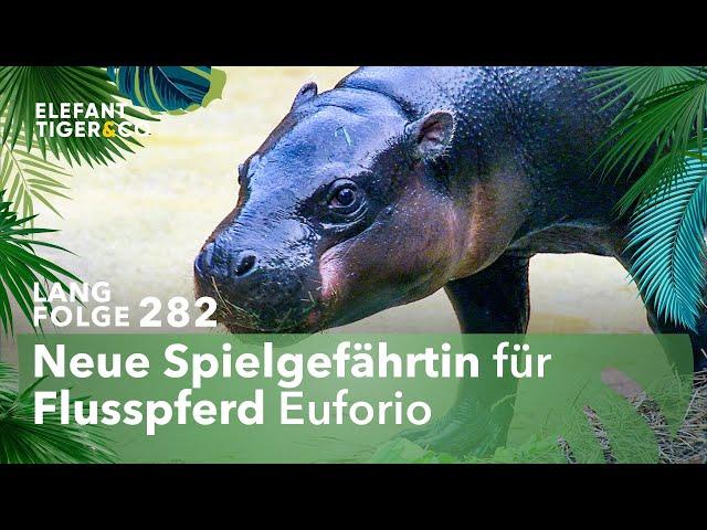 Neues Flusspferd für den Zoo Leipzig! (Langfolge 282) | Elefant, Tiger & Co. | ARD