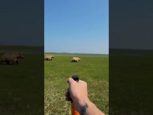 Two Bears Investigate Me.