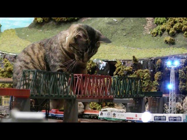 These Cats Smash Model Trains for a Living