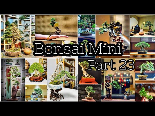 Những tác phẩm bonsai mini để bàn || Bonsai mini part 23 ||Hanhcanhbonsaimini