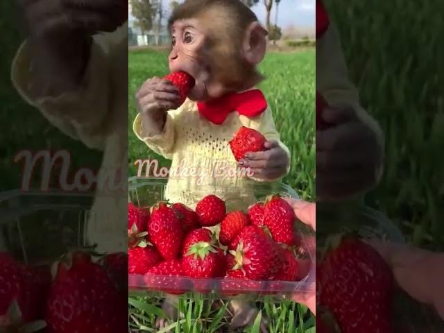 Monkey monkey eating strawberry is so cute#Shorts