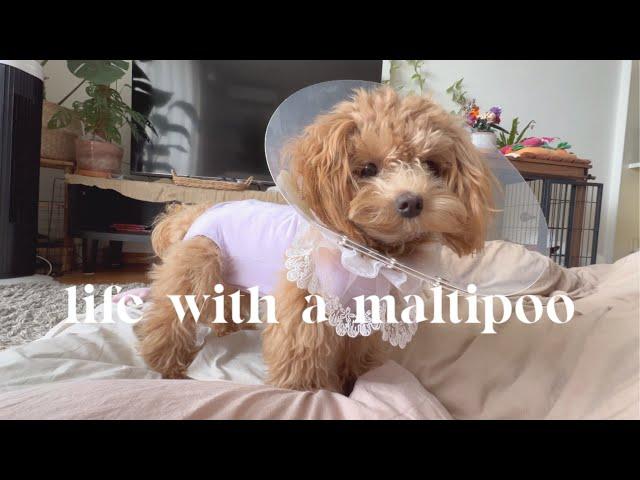 Life with a Maltipoo  Spay surgery recovery days 