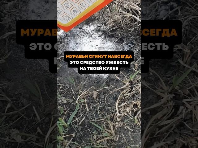Муравьи сгинут навсегда.Это средство уже есть на твоей кухне#дача#сад