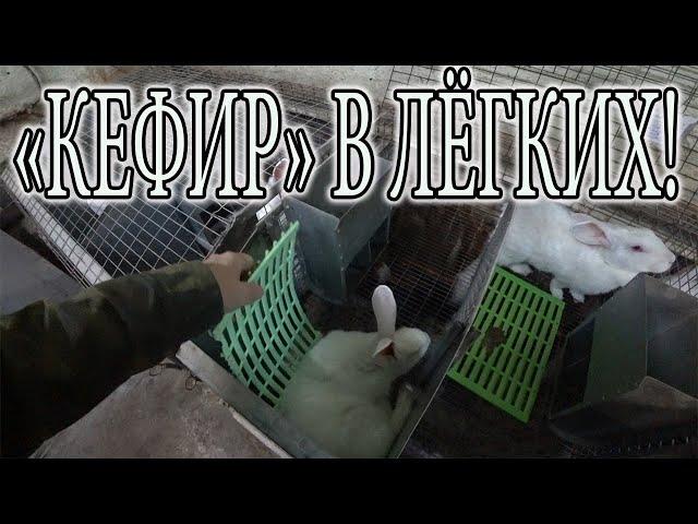 ДОХНУТ КРОЛИКИ ОСЕНЬЮ