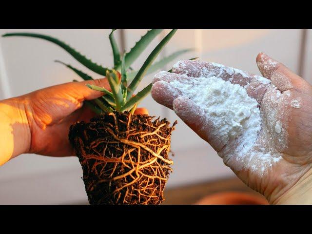 5 SHOCKING GARDENING IDEAS AND SECRET QUESTIONS ANSWERED | Garden Tips