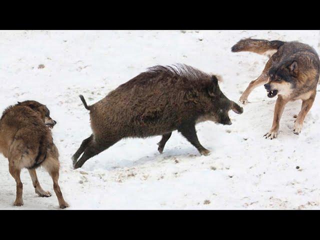 That's why Wild Boar doesn't run away from the Wolves!