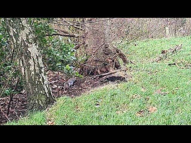 Stanley Park 08.12.2024